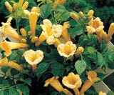 Campsis radicans Flava | Yellow Trumpet Vine | 50_seeds