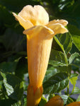 Campsis radicans Flava | Yellow Trumpet Vine | 50_seeds