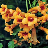 Campsis radicans Flava | Yellow Trumpet Vine | 50_seeds