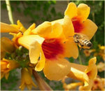 Campsis radicans Flava | Yellow Trumpet Vine | 50_seeds