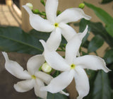 Tabernaemontana divaricata | Butterfly Gardenia | Crepe Jasmine | 10_Seeds