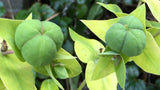 Capparis spinosa | Spineless Caper Bush | Flinders Rose | 50_Seeds