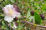 Capparis spinosa | Spineless Caper Bush | Flinders Rose | 50_Seeds