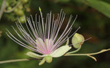 Capparis zeylanica | Ceylon Caper | 10_Seeds