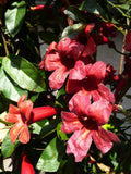 Bignonia capreolata Atrosanguinea | Red Cross Vine | Trumpet Flower | 5_Seeds