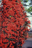 Bignonia capreolata Atrosanguinea | Red Cross Vine | Trumpet Flower | 5_Seeds