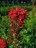 Lobelia cardinalis | Cardinal Flower | 200_Seeds