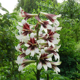 Cardiocrinum giganteum | Giant Himalayan Lily | 20_Seeds