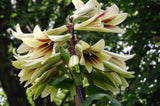 Cardiocrinum giganteum | Giant Himalayan Lily | 20_Seeds