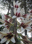 Cardiocrinum giganteum | Giant Himalayan Lily | 20_Seeds