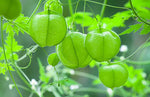 Cardiospermum halicacabum | Love in a Puff | Balloon Vine | Heartseed | 10_Seeds