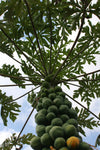 Carica papaya Kamiya | Laie Gold | Golden Hawaiian Papaya | 100_Seeds