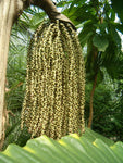 Caryota urens | Toddy Solitary Fishtail Wine Jaggery Palm | 5_Seeds