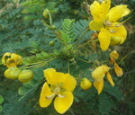 Cassia auriculata | Matura Tea Tree | Ranawara | Avaram Senna | 10_Seeds
