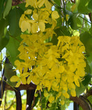 Cassia fistula | Canafistula | Purging Cassia | Golden Rain Tree | 10_Seeds