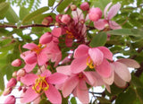 Cassia javanica subsp. nodosa | Apple Blossom Cassia | 10_Seeds