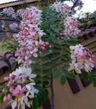 Cassia javanica subsp. nodosa | Apple Blossom Cassia | 10_Seeds