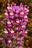 Castilleja exserta | Exserted Indian Paintbrush | Purple Owls Clover | 500_Seeds