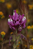 Castilleja exserta | Exserted Indian Paintbrush | Purple Owls Clover | 500_Seeds