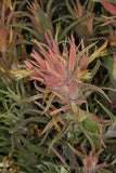 Castilleja sessiliflora | Downy Indian Paintbrush | Paintedcup | 20_Seeds