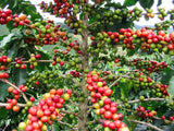 Coffea arabica Caturra | Dwarf Coffee | 5_Seeds