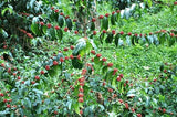 Coffea arabica Caturra | Dwarf Coffee | 5_Seeds