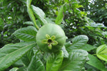 Catunaregam spinosa | Mountain Pomegranate | 5_Seeds