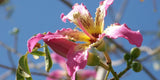 Ceiba speciosa | Floss Silk Tree | Chorisia | 10_Seeds