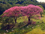 Ceiba speciosa | Floss Silk Tree | Chorisia | 10_Seeds