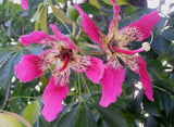 Ceiba speciosa | Floss Silk Tree | Chorisia | 10_Seeds