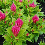 Celosia argentea | Plumosa Nana Glitters Pink | 20_Seeds