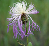 Centaurea rothrockii | Basketflower | Knapweed | Madrean Starthistle | 10_Seeds