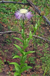 Centaurea rothrockii | Basketflower | Knapweed | Madrean Starthistle | 10_Seeds