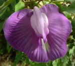 Centrosema pubescens | Centro | Butterfly Pea | 10_Seeds