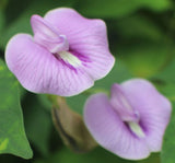 Centrosema pubescens | Centro | Butterfly Pea | 10_Seeds