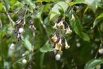 Cestrum guatemalensis | 5_Seeds