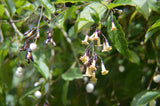 Cestrum guatemalensis | 5_Seeds