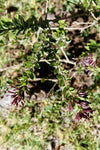Cestrum buxifolium Black Beauty | 10_Seeds