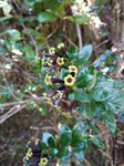 Cestrum buxifolium Black Beauty | 10_Seeds