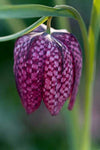 Fritillaria meleagris | Snakes Head Fritillary | Checkered Lily | 10_Seeds