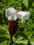 Costus speciosus | Crepe Malay Ginger | Canereed  | 20_Seeds