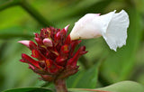 Costus speciosus | Crepe Malay Ginger | Canereed  | 20_Seeds