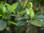 Chionanthus mala-elengi | Malabar Fringe Tree | 10_Seeds