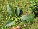 Chionanthus mala-elengi | Malabar Fringe Tree | 10_Seeds