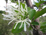 Chionanthus virginicus |  Fringe Tree | Grancy Graybeard | 5_Seeds