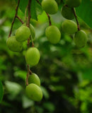 Choerospondias axillaris | Nepali hog plum | 5_Seeds