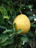 Citrus maxima Red Flesh | Chinese Grapefruit | Pomelo | Pumello | 5_Seeds