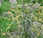 Poncirus trifoliata | Contorted Flying Dragon | Trifoliate Orange | 10_Seed