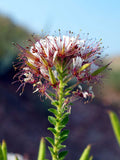 Polanisia dodecandra | Dwarf Cleome | Clammy Weed | 50_Seeds