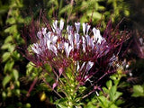 Polanisia dodecandra | Dwarf Cleome | Clammy Weed | 50_Seeds